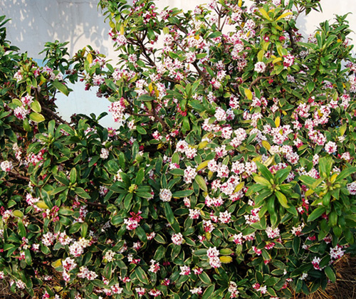 DSC_5484_conew1.jpg